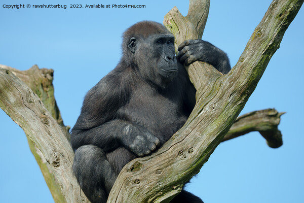 Gorilla's Tranquil Tree Perch Picture Board by rawshutterbug 