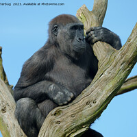 Buy canvas prints of Gorilla's Tranquil Tree Perch by rawshutterbug 