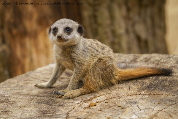 Adorable Meerkat Baby Picture Board by rawshutterbug 