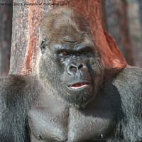 Buy canvas prints of Iconic Silverback - Oumbi Unveiled by rawshutterbug 