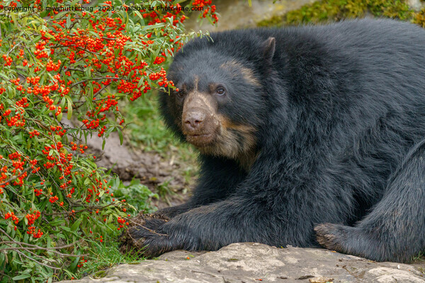 Spectacled Bear Lounging by Red Berries Picture Board by rawshutterbug 