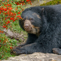 Buy canvas prints of Spectacled Bear Lounging by Red Berries by rawshutterbug 
