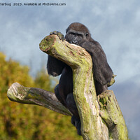 Buy canvas prints of Gorilla Resting On A Tree by rawshutterbug 