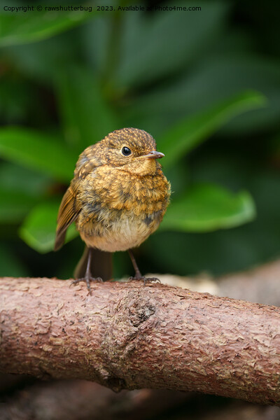  A Close-up of a Charming Baby Robin Picture Board by rawshutterbug 