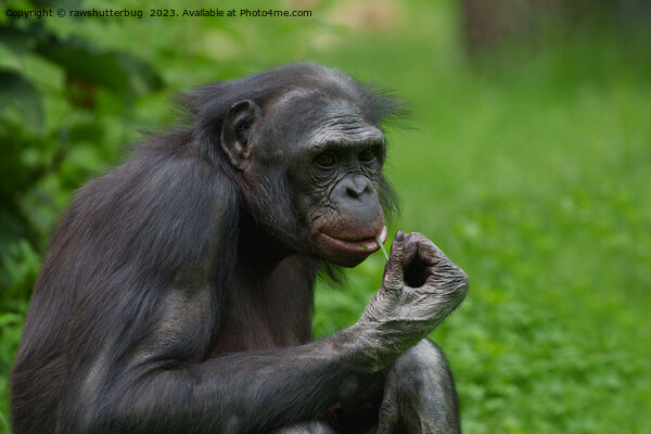 Bonobo Ape Portrait Picture Board by rawshutterbug 