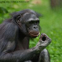 Buy canvas prints of Bonobo Ape Portrait by rawshutterbug 
