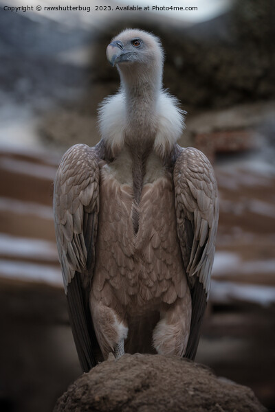 A Detailed Griffon Vulture Portrait Picture Board by rawshutterbug 