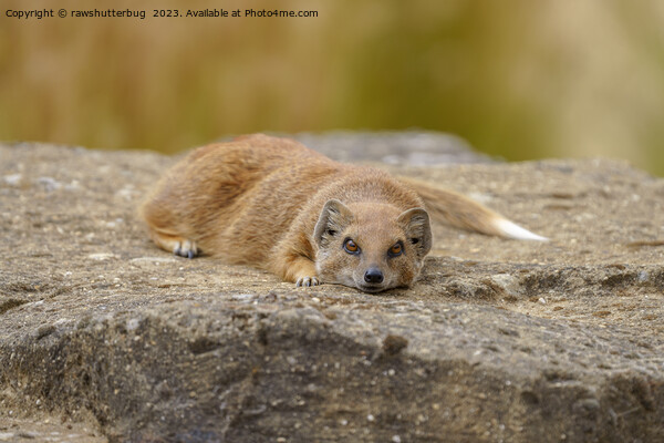 The Mongoose's Gaze Picture Board by rawshutterbug 