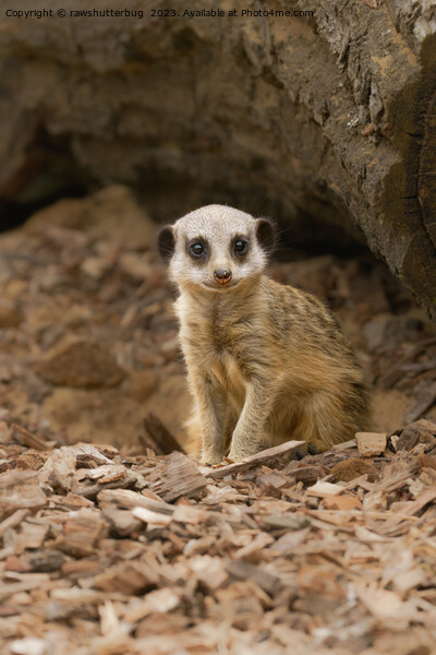 Baby Meerkat's Precious Pose Picture Board by rawshutterbug 
