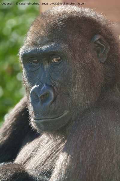 Gorilla Shufai from Twycross Zoo Picture Board by rawshutterbug 