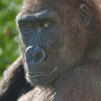 Buy canvas prints of Gorilla Shufai from Twycross Zoo by rawshutterbug 