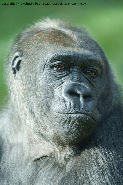 Gorilla Face Picture Board by rawshutterbug 