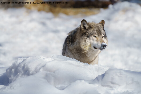 Lone Wolf in Snow Picture Board by rawshutterbug 