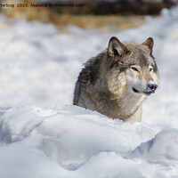 Buy canvas prints of Lone Wolf in Snow by rawshutterbug 
