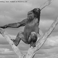 Buy canvas prints of Gorilla Posing On A Tree by rawshutterbug 