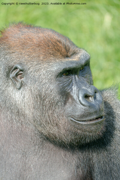 Gorilla Lope Profile Picture Board by rawshutterbug 