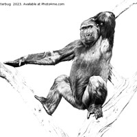 Buy canvas prints of Gorilla in Shadows by rawshutterbug 