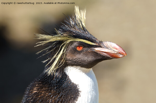 Erect-crested penguin Picture Board by rawshutterbug 