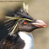 Buy canvas prints of Erect-crested penguin by rawshutterbug 
