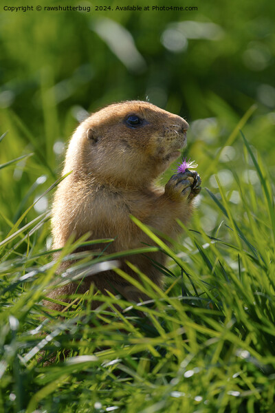 Prairie Dog and the Purple Bloom Picture Board by rawshutterbug 
