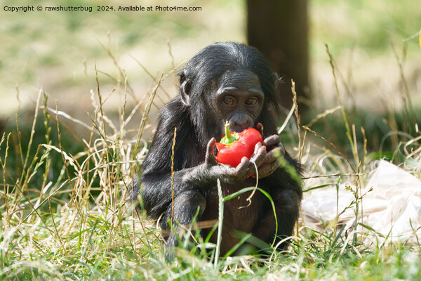 Baby Bonobo's Picnic Picture Board by rawshutterbug 