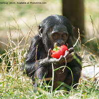 Buy canvas prints of Baby Bonobo's Picnic by rawshutterbug 