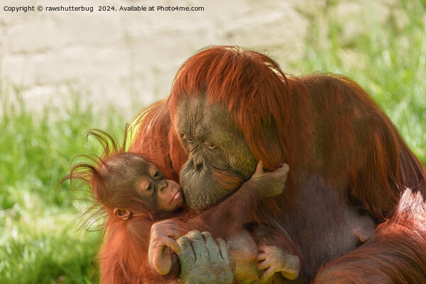 Orangutan Mother Tender Moments Picture Board by rawshutterbug 