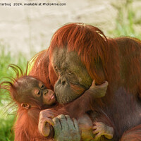 Buy canvas prints of Orangutan Mother Tender Moments by rawshutterbug 