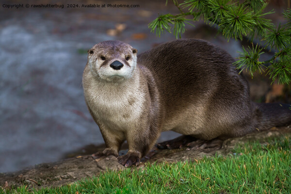 Adorable Otter on the Riverbank Picture Board by rawshutterbug 