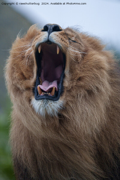 Yawning Lion A Close Encounter Picture Board by rawshutterbug 