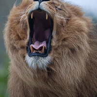 Buy canvas prints of Yawning Lion A Close Encounter by rawshutterbug 