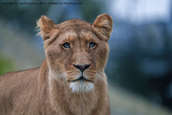 The Blue-Eyed Lioness Picture Board by rawshutterbug 
