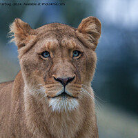 Buy canvas prints of The Blue-Eyed Lioness by rawshutterbug 