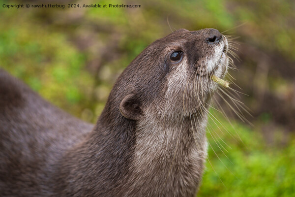 Endearing Otter Finds Stick Picture Board by rawshutterbug 