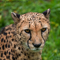 Buy canvas prints of Cheetah's Intense Gaze by rawshutterbug 