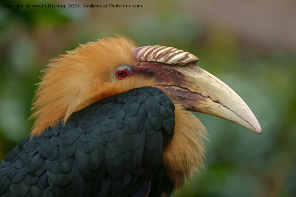 Encounter with the Male Blyth's Hornbill Picture Board by rawshutterbug 