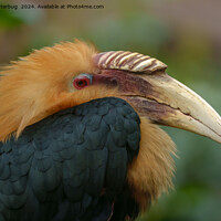 Buy canvas prints of Encounter with the Male Blyth's Hornbill by rawshutterbug 