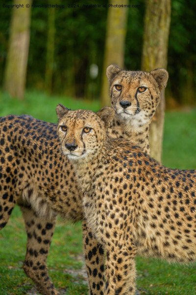 Cheetah Duo Picture Board by rawshutterbug 