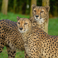 Buy canvas prints of Cheetah Duo by rawshutterbug 