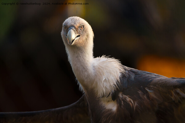 Gaze of the Vulture Picture Board by rawshutterbug 