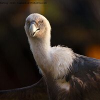 Buy canvas prints of Gaze of the Vulture by rawshutterbug 