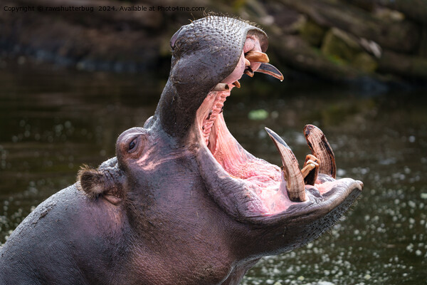 Hippo's Massive Jaws Picture Board by rawshutterbug 