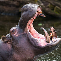 Buy canvas prints of Hippo's Massive Jaws by rawshutterbug 