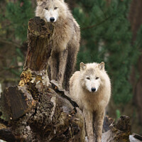 Buy canvas prints of White Wolves' Realm by rawshutterbug 