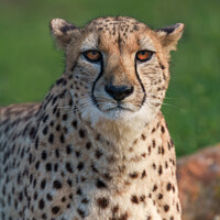 Buy canvas prints of Gaze of the Cheetah by rawshutterbug 