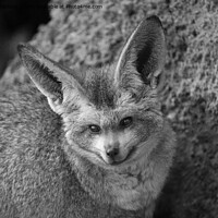 Buy canvas prints of Nocturnal Whispers - The Bat-Eared Fox by rawshutterbug 