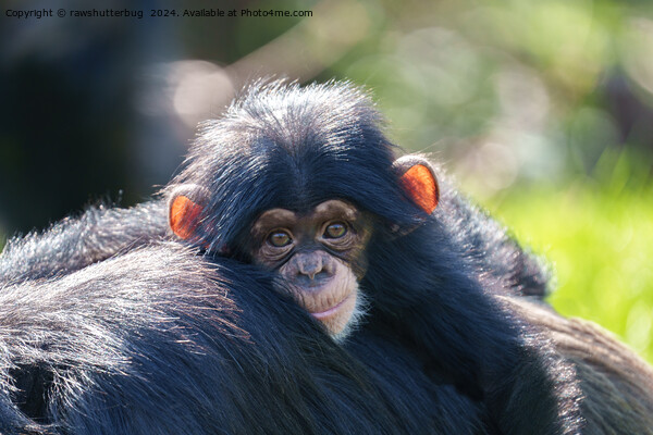 Baby Chimpanzee's Journey Picture Board by rawshutterbug 