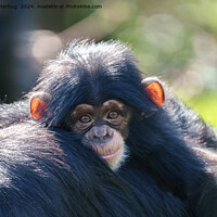 Buy canvas prints of Baby Chimpanzee's Journey by rawshutterbug 