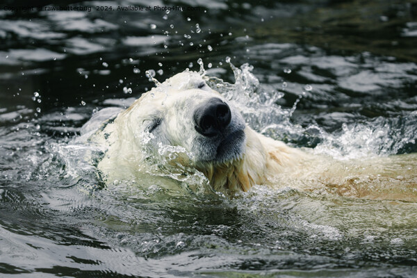 Polar Bear's Aqua Aura Picture Board by rawshutterbug 
