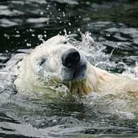 Buy canvas prints of Polar Bear's Aqua Aura by rawshutterbug 